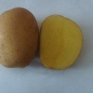 Фото №4 Семенной картофель из Беларуси в Азове