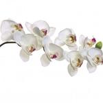 фото Орхидея белая 85 см (12) (00001600)