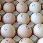 фото Продаю инкубационные яйца бройлеров Кобб 500 и Росс 308
