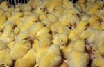 фото Суточные и подрощенные цыплята бройлера Хаббард Иза Ф 15 на 7 мая 2018