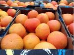 фото Продам оптом грейпфрут Дункан с доставкой по всей территории России