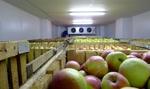 фото Фруктохранилища с холодильной установкой для долгого хранения фруктов