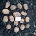 Фото №2 Реализация картофеля
