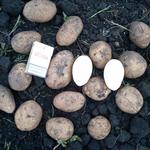 Фото №4 Реализация картофеля