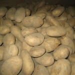 фото Недорогой картофель, лук из Голландии