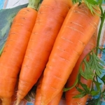 фото Морковь оптом