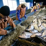 фото Завод по переработке рыбы