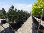 фото Саженцы лиственных и хвойных деревьев в контейнерах оптом