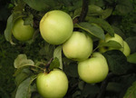 фото Принимаем заявки на поставки зимних сортов яблок из ЮФО