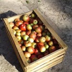 фото Продаем яблоки оптом от 1т из собственного хозяйства