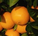 фото Апельсины сорт "Навел"
