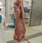 фото Свинина — полутуши 1 категории охлажденное / замороженное мясо (молодняк)