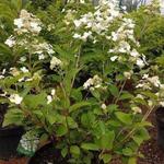 фото Гортензия метельчатая (Hydrangea paniculata Prim White)