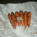 фото Морковь оптом от 18 руб.