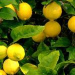 фото Лимоны из Ирана