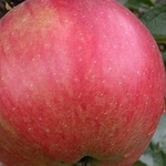 фото Продаем яблоки в Брянскую Облсть