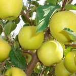 Фото №2 Продажа яблок оптом по Казахстану и Алматы.