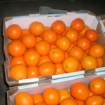 фото Свежие апельсины "Навель" из Египта