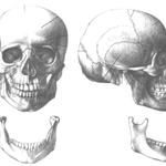 фото Рентгенография скуловой кости (2 проекции)