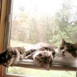 фото Лежанка подвесная для кошек Sunny Seat Window Mounted Cat Bed
