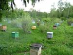 фото Мёд от пчеловода: липовый