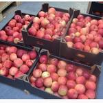 фото Реализуем оптовую продажу яблок Гала от сельхозпроизводителя