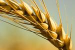 фото Семена пшеницы яровой "Новосибирская 18" (ЭС)