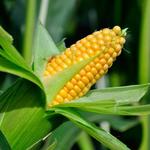 фото Семена кукурузы