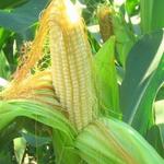 фото Гибриды семена кукурузы ДКС 3511