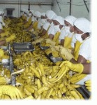Фото №2 Банановое пюре оптом с Эквадора