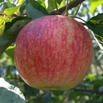 фото Оптовая продажа яблок