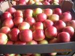 фото Продам яблоки оптом производитель.