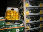 Фото №5 Продам овощи и фрукты из Голландии.