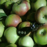 Фото №4 Продаю российские яблоки оптом