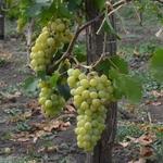 фото Предлагаем купить виноград столовый "Мускат янтарный" - продажа оптом от производителя - Ставропольский край.