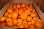 фото Абхазские мандарины оптом от 20тонн от производителя с доставкой по РФ