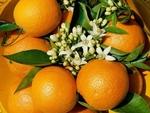 Фото №2 Апельсины сорт "Валенсия"