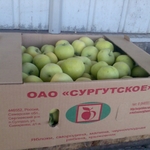 Фото №4 Яблоки оптом российские урожая 2014 года