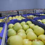 Фото №3 Свежие фрукты яблоки