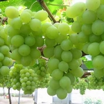 фото Бескосточковый виноград "Еарли Свит" из Египта