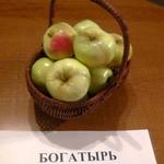 Фото №3 Яблоки оптом российские урожая 2016 года