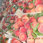 Фото №7 Фрукты свежие оптом. Яблоки, персик, нектарин, абрикос, слива