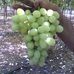 фото Бескосточковый виноград "Еарли Свит" из Египта