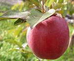 Фото №2 Яблоки Зимняя красавица