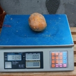Фото №2 Организация закупает картофель особо крупной фракции 300-500г каждый клубень без посредников