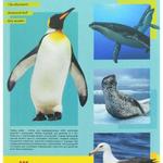 фото Наглядно-дидактическое пособие Животные Арктики и Антарктики