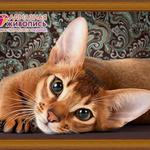 фото Алмазная мозаика АЛМАЗНАЯ ЖИВОПИСЬ АЖ-1458 Абиссинская кошка
