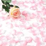 фото Бело-розовые лепестки