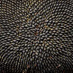 фото ЕС Розалия семена гибрида подсолнечника euralis