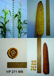 фото Гибрид кукурузы НР 271 МВ